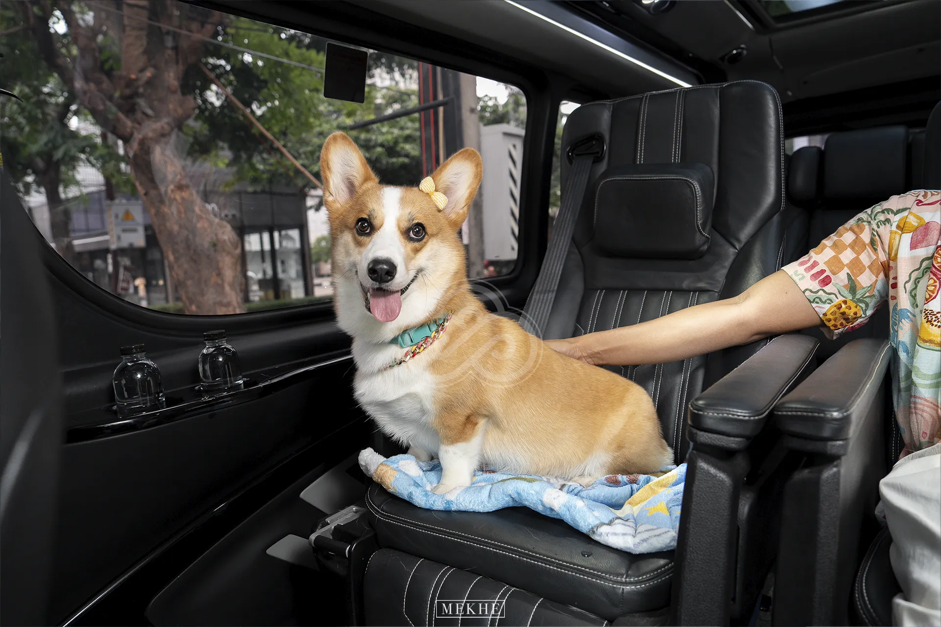 th-pet