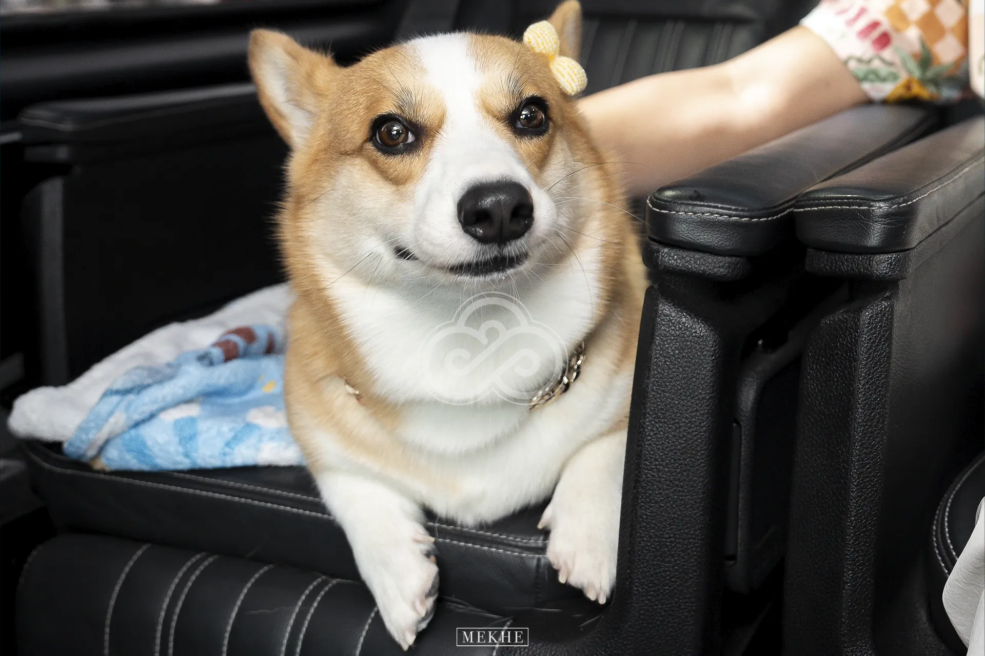 th-pet
